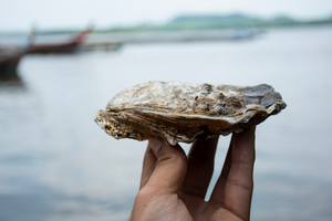 From Tide to Table: Oysters Leading the Way in Sustainability
